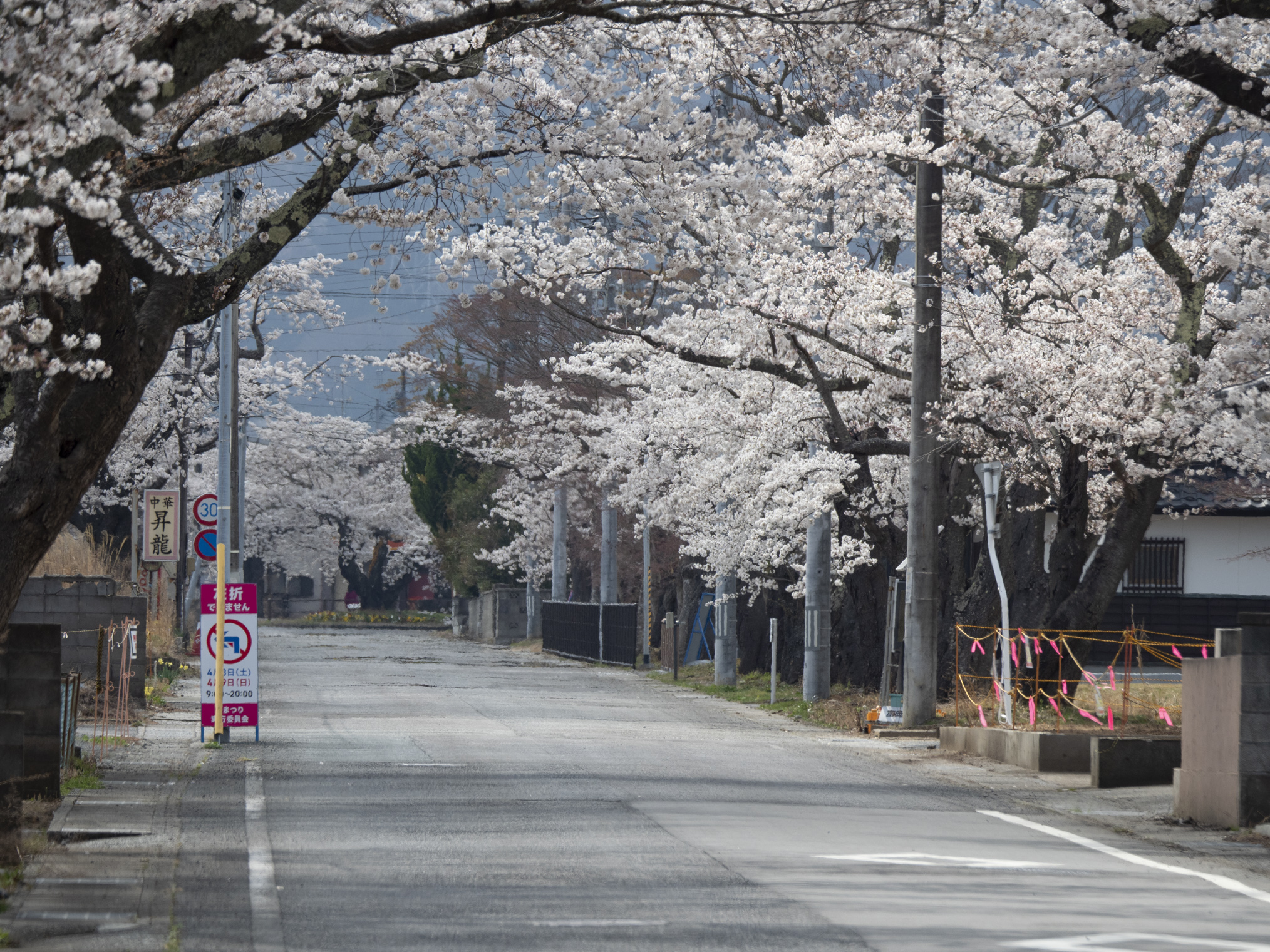 夜ノ森桜